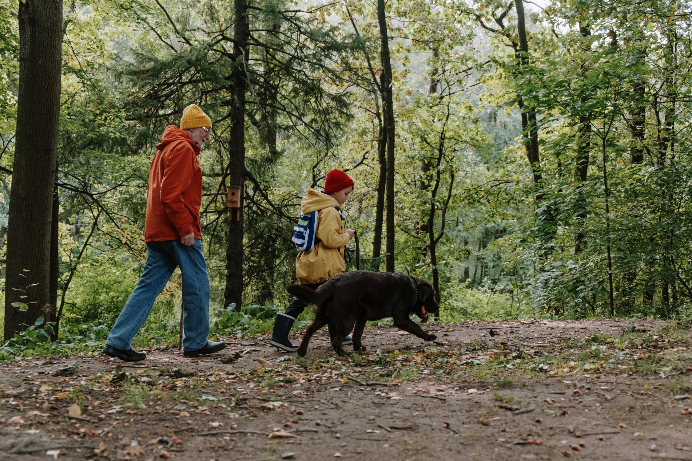 Family, Walk, Dog