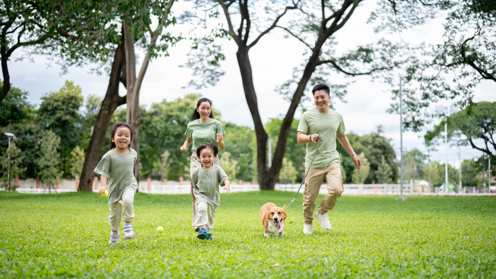 Dad holding a leash on corgi puppy while walking or running with mom son daughter on grass in park